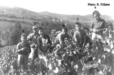 Gamins en vendanges