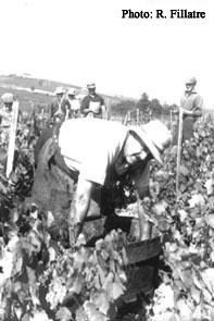 Le patron vendanges